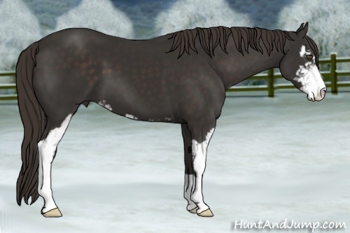 Horse Color:Liver Chestnut Sabino 