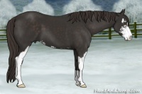 Horse Color:Liver Chestnut Sabino 