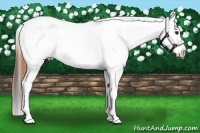 Horse Color:White Spotted Bay Dun Appaloosa