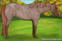 Horse Color:Red Roan 