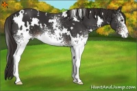 Horse Color:White Spotted Liver Chestnut