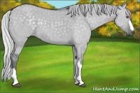 Horse Color:Silver Grullo Chinchilla 