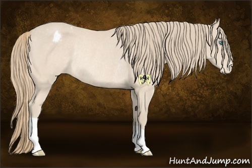 Horse Color:Perlino Appaloosa Rabicano