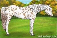 Horse Color:Red Dun Appaloosa 