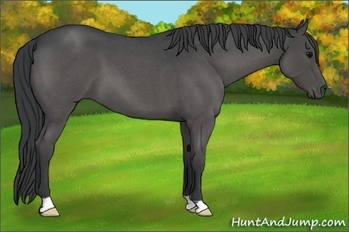 Horse Color:Blue Roan 