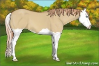 Horse Color:Red Dun Splash 