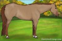 Horse Color:Red Dun Rabicano