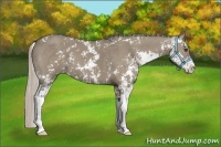 Horse Color:Silver Grullo Sabino 