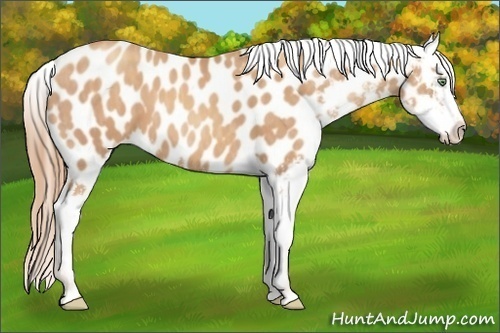 Horse Color:Gold Champagne Splash Appaloosa  Brindle