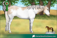 Horse Color:White Spotted Silver Grullo Pearl Frame 