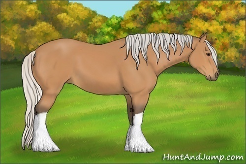 Horse Color:Silver Bay 