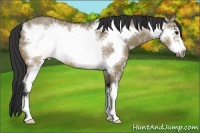 Horse Color:Buckskin Ice Dun Sabino Frame 