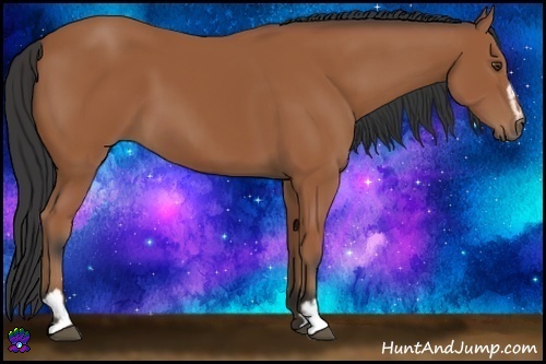 Horse Color:Bay Sabino