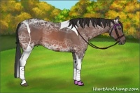 Horse Color:Bay Ice Tobiano Rabicano