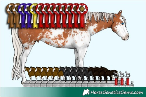 Horse Color:Silver Bay Sabino Splash