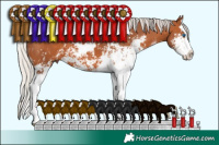 Horse Color:Silver Bay Sabino Splash