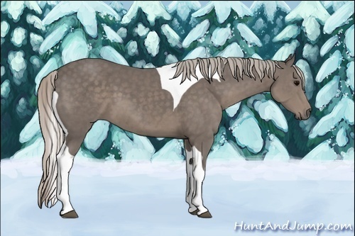 Horse Color:Silver Black Sabino Tobiano