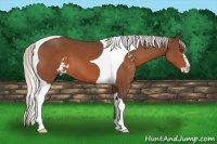Horse Color:Silver Bay Sabino Tobiano