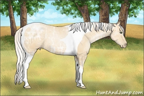 Horse Color:Silver Classic Champagne Ice Pearl Sabino Tobiano 