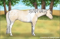 Horse Color:Silver Classic Champagne Ice Pearl Sabino Tobiano