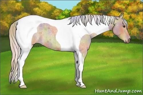 Horse Color:Nacre Palomino Roan Tobiano