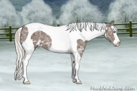 Horse Color:Silver Black Ice Sabino Splash Tobiano 