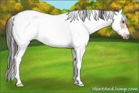 Horse Color:Bay Sabino Tobiano Frame