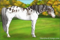 Horse Color:White Spotted Liver Chestnut Appaloosa 