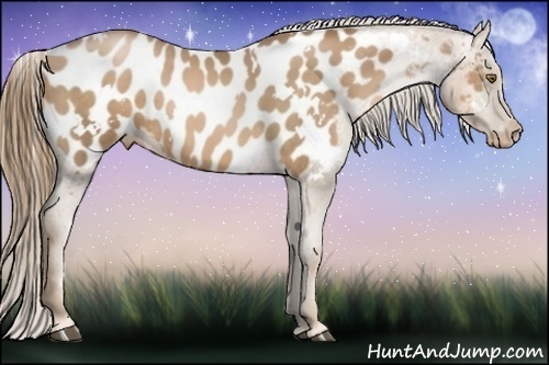 Horse Color:White Spotted Liver Chestnut Pearl Appaloosa 