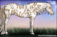 Horse Color:White Spotted Liver Chestnut Pearl Appaloosa 