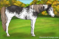 Horse Color:White Spotted Liver Chestnut
