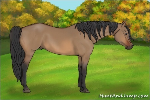 Horse Color:Bay Dun Sabino 