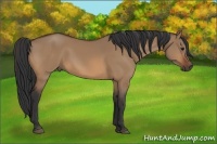 Horse Color:Bay Dun Sabino