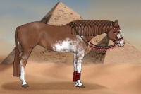 Horse Color:Chestnut Sabino
