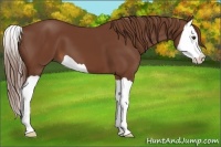 Horse Color:Chestnut Splash 