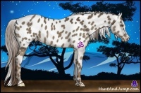 Horse Color:Chocolate Palomino Blanket