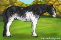 Horse Color:White Spotted Black Ice 