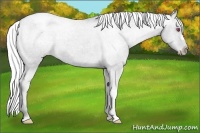 Horse Color:Silver Smoky Grullo Chinchilla Appaloosa
