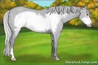 Horse Color:Silver Classic Champagne Chinchilla Dun Frame