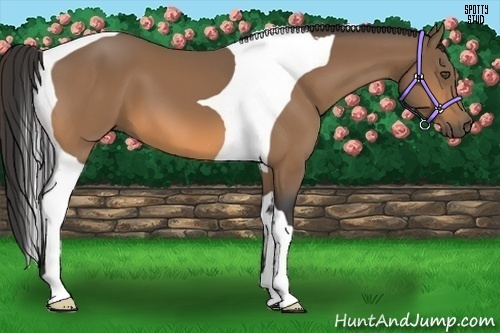 Horse Color:Buckskin Tobiano