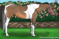 Horse Color:Buckskin Tobiano 