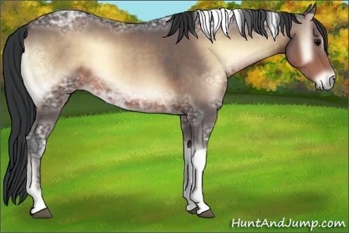 Horse Color:Brown Ice Onyx Tobiano