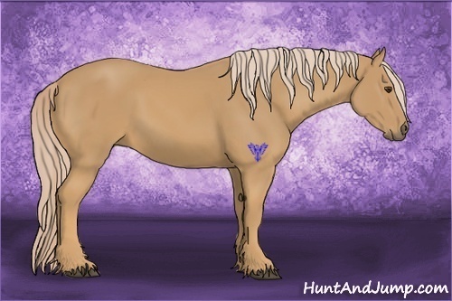 Horse Color:Palomino