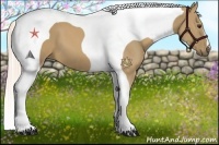 Horse Color:Palomino Tobiano 