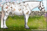 Horse Color:White Spotted Buckskin Appaloosa 