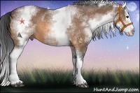 Horse Color:White Spotted Buckskin Splash 