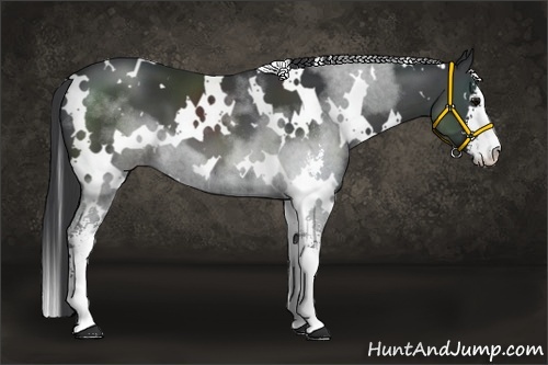 Horse Color:White Spotted Black Sabino 