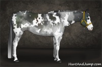 Horse Color:White Spotted Black Sabino