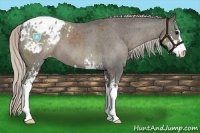 Horse Color:Silver Black Sabino Appaloosa 