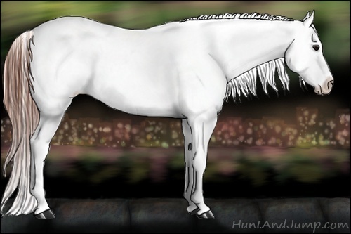 Horse Color:Blue Roan Near Fewspot Rabicano
